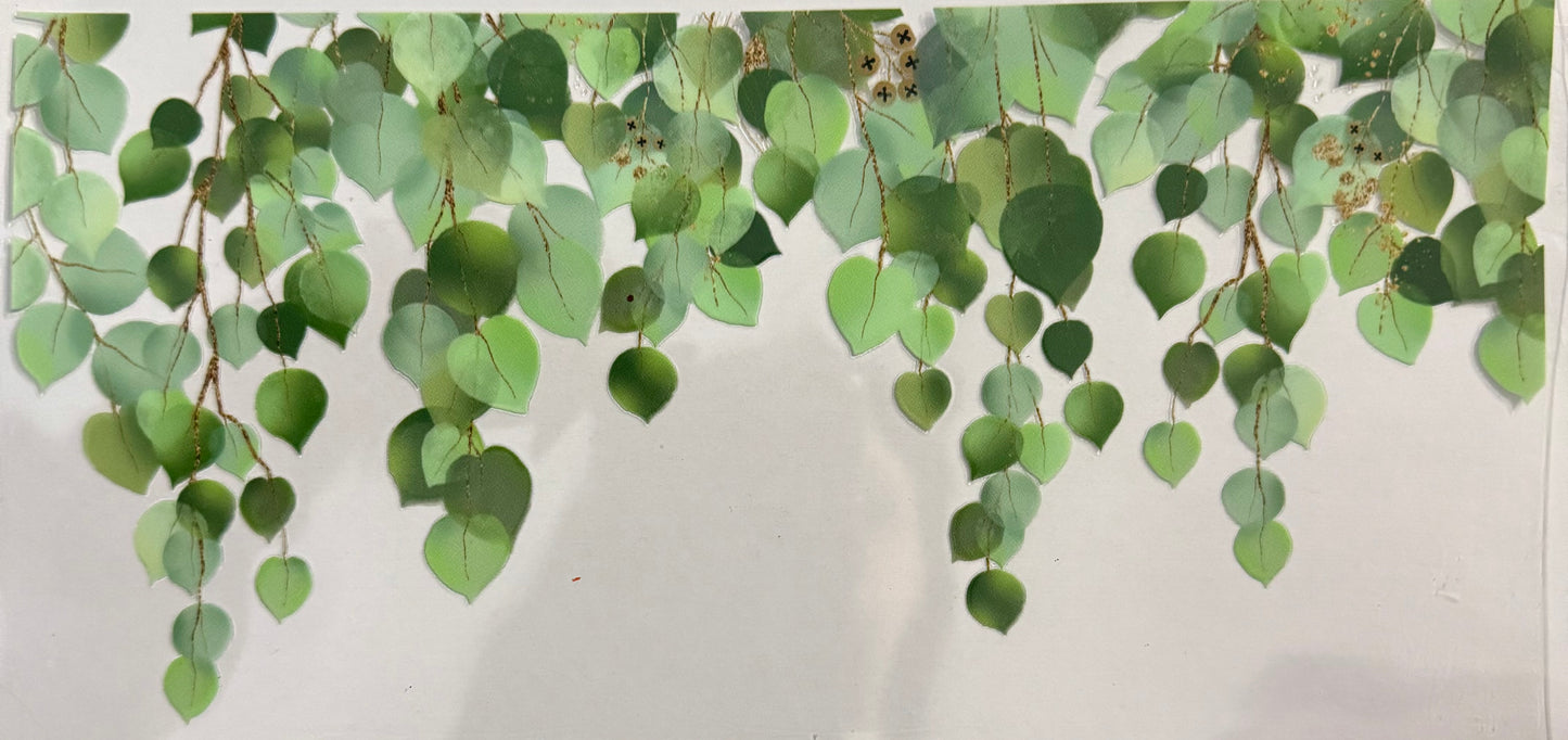 Eucalyptus