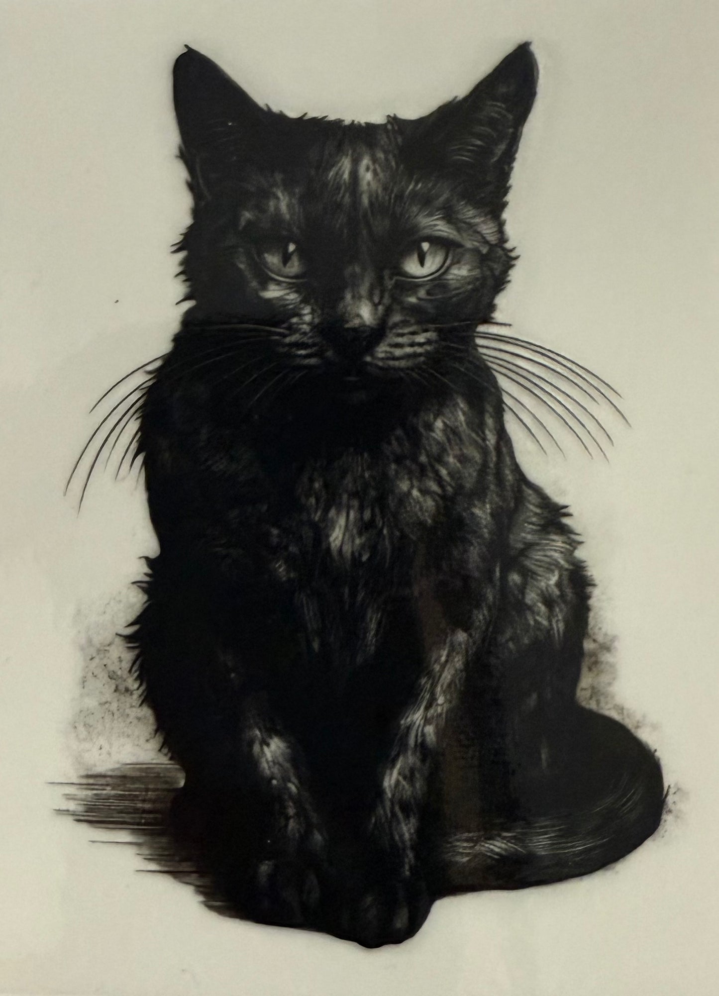 Black cat