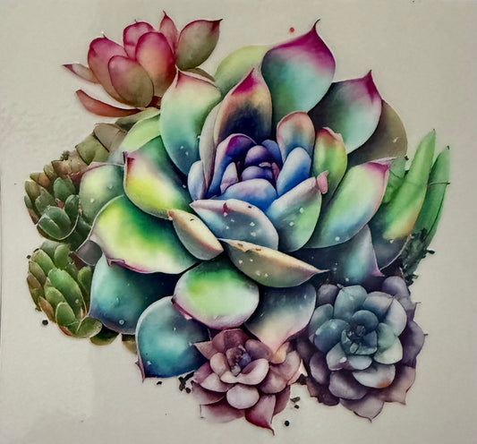Succulent