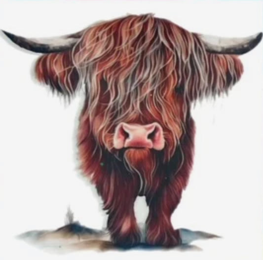 Highland cow