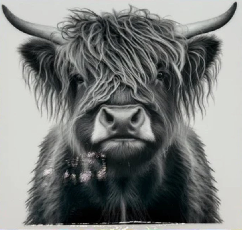 Highland cow