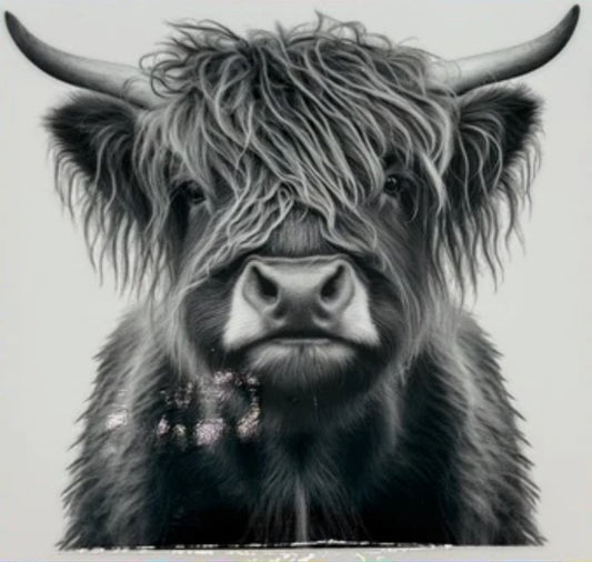 Highland cow