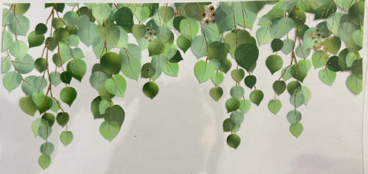 Eucalyptus